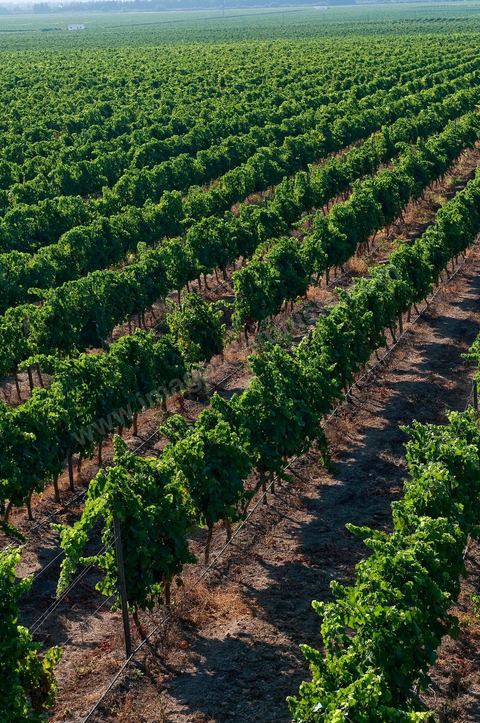 Vines and Grapes from the Magon Estate 