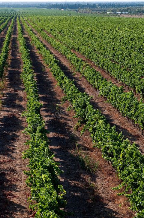 Vines and Grapes from the Magon Estate 
