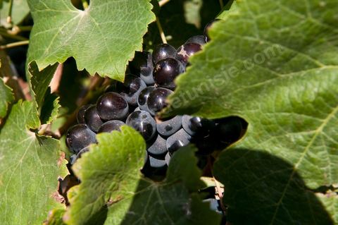 Vines and Grapes from the Magon Estate 