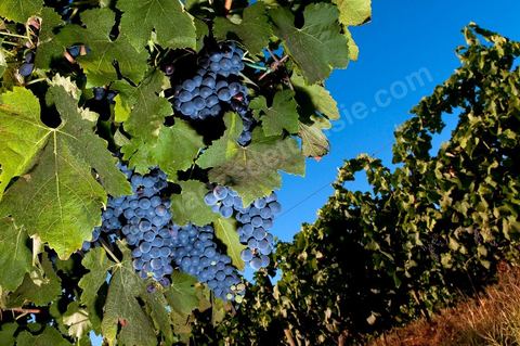 Vines and Grapes from the Magon Estate 