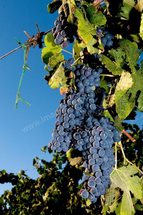 Vines and Grapes from the Magon Estate 