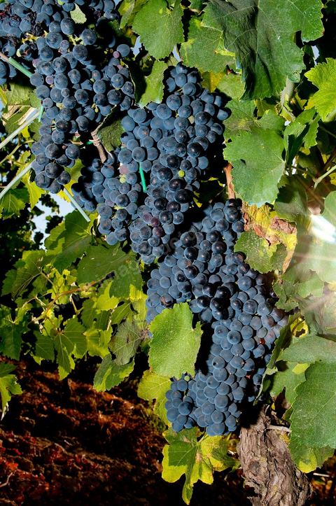 Vines and Grapes from the Magon Estate 
