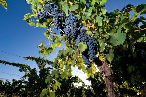 Vines and Grapes from the Magon Estate 