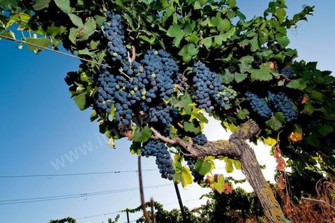 Vines and Grapes from the Magon Estate 