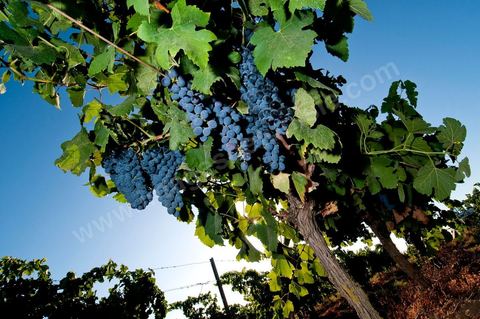 Vines and Grapes from the Magon Estate 