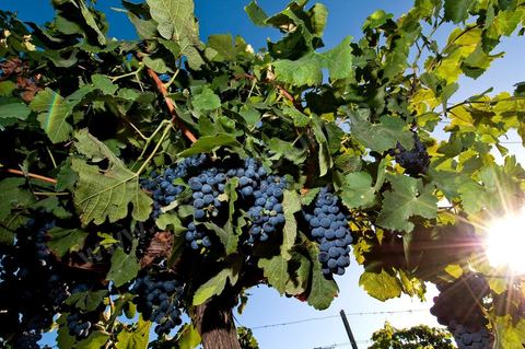 Vines and Grapes from the Magon Estate 