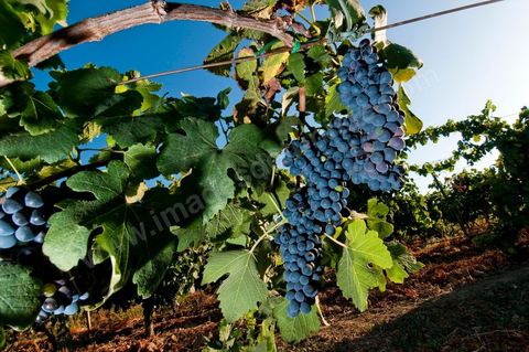 Vines and Grapes from the Magon Estate 