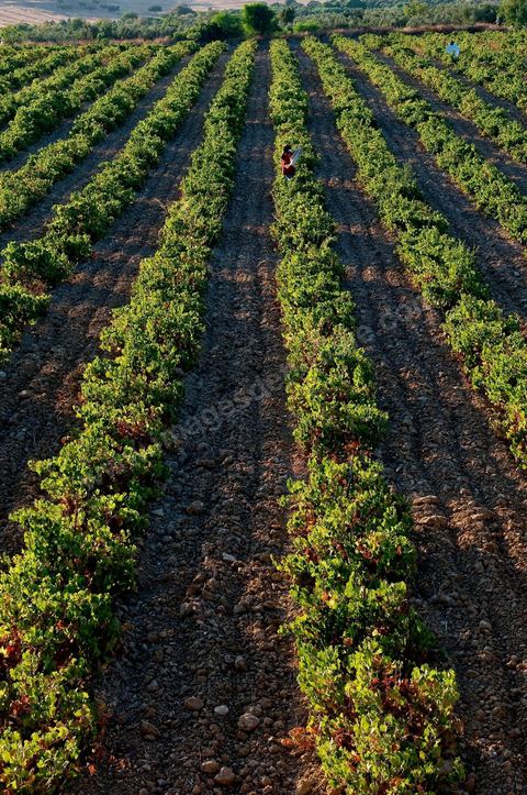 Vines and Grapes from the Magon Estate 