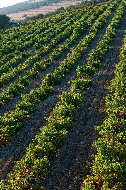 Vines and Grapes from the Magon Estate 