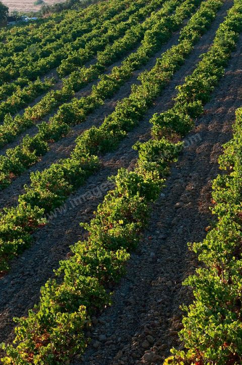 Vines and Grapes from the Magon Estate 