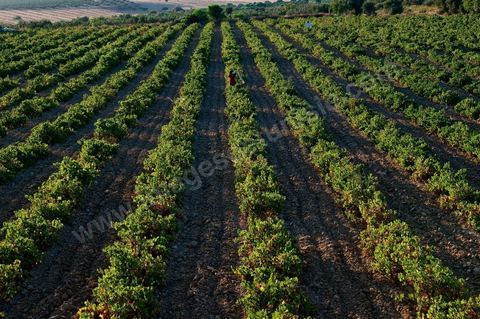 Vines and Grapes from the Magon Estate 