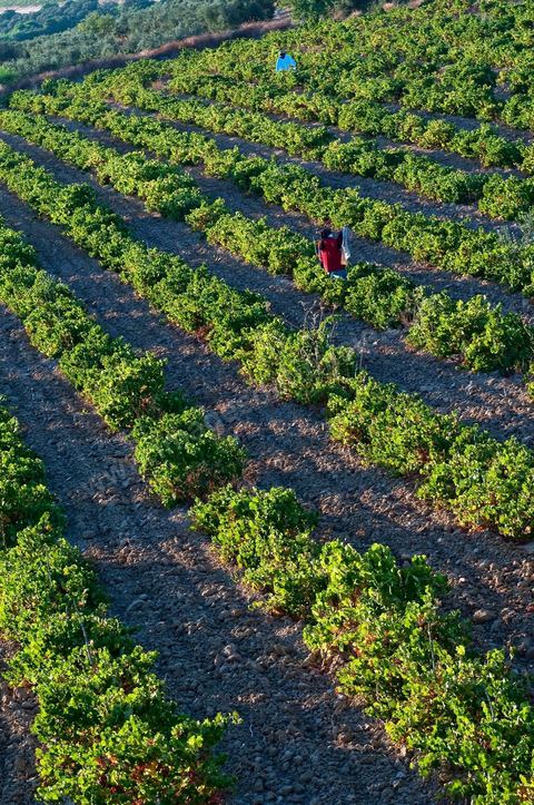 Vines and Grapes from the Magon Estate 