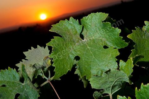 Vines and Grapes from the Magon Estate 