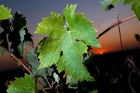 Vines and Grapes from the Magon Estate 