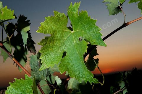 Vines and Grapes from the Magon Estate 