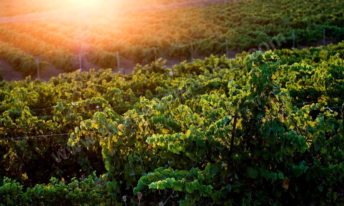 Vignes et vins
