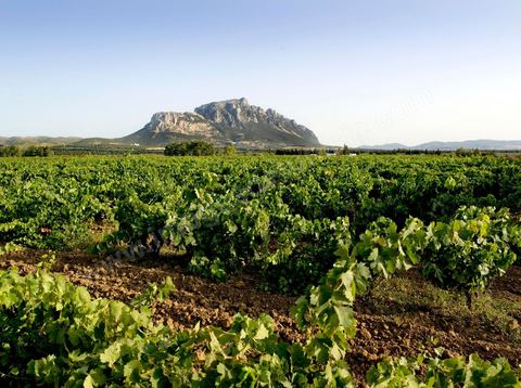Vineyards in the Magon region