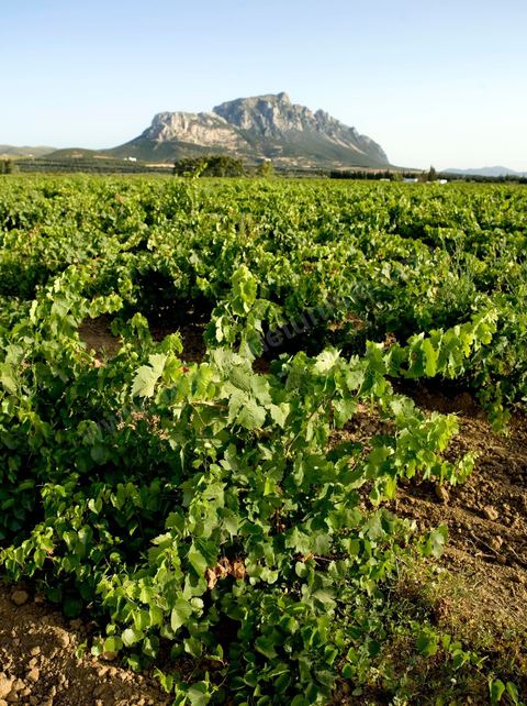 Vineyards in the Magon region