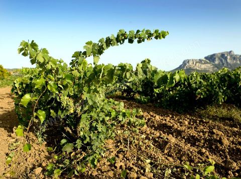 Vineyards in the Magon region