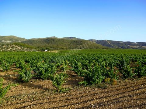 Vines at the Saint Augustin winery in the Mornag region