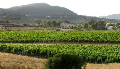 Vines at the Saint Augustin winery in the Mornag region