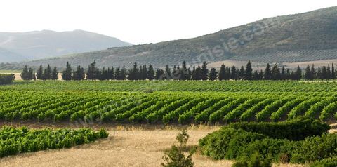 Vines at the Saint Augustin winery in the Mornag region
