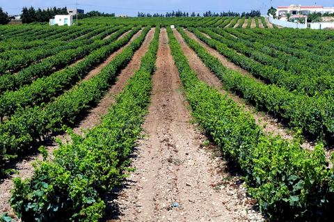 Vines and vineyards of the Kelibia estate