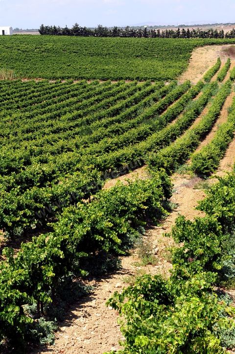 Vines and vineyards of the Kelibia estate