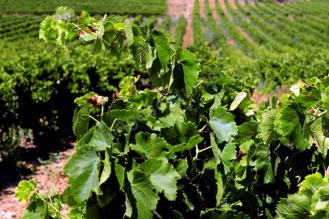 Vines and vineyards of the Kelibia estate