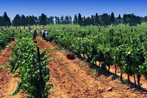 Vines and vineyards of the Kelibia estate