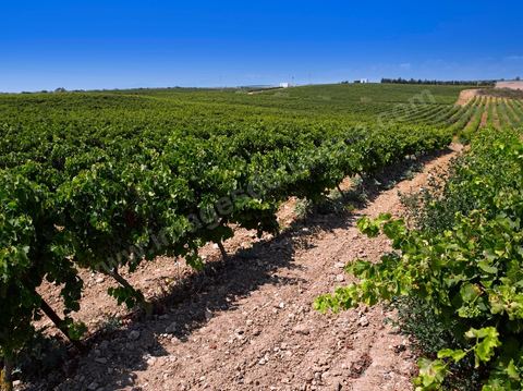 Vines and vineyards of the Kelibia estate