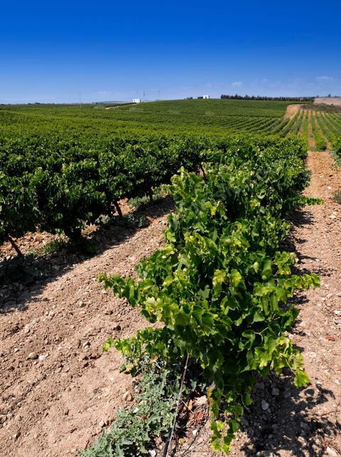 Vines and vineyards of the Kelibia estate