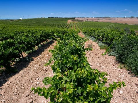 Vines and vineyards of the Kelibia estate