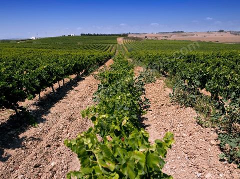 Vines and vineyards of the Kelibia estate