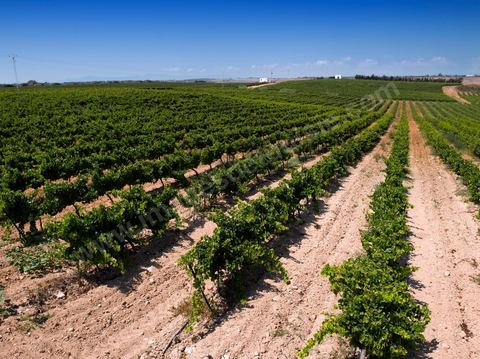 Vines and vineyards of the Kelibia estate