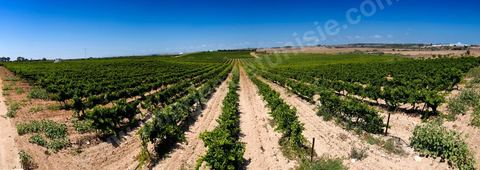 Vines and vineyards of the Kelibia estate