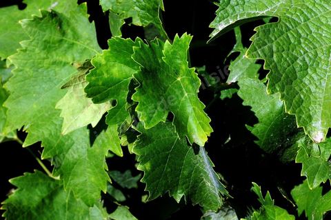 Feuilles de vignes au domaine Kelibia