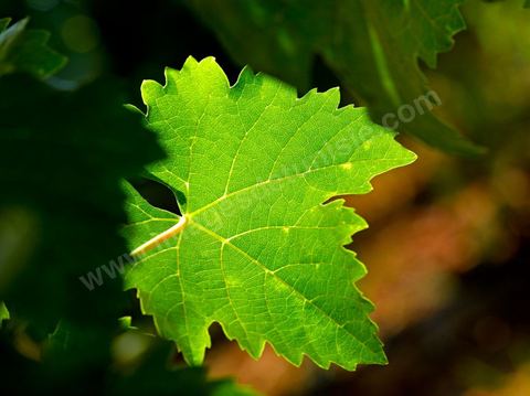 Détail d'une feuille de vigne au domaine de Kelibia