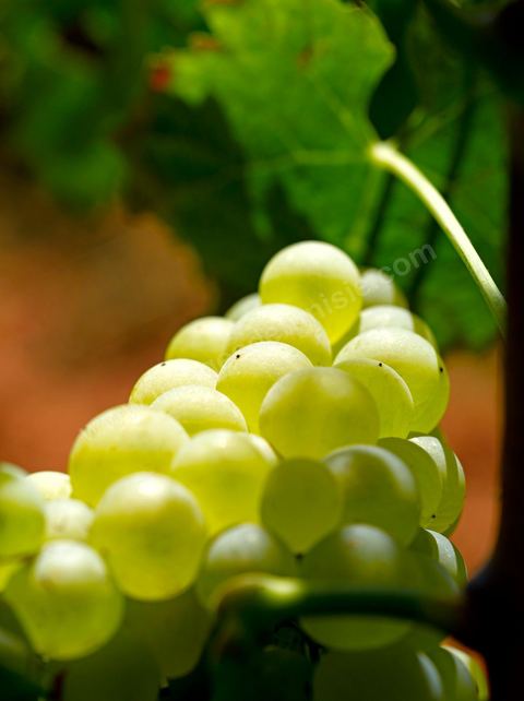 Détail d'une grappe de raisins au domaine de Kelibia