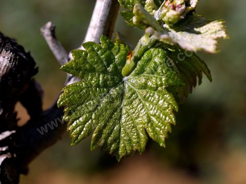 Vines at the Magon Winery in Cap Bon - April 2009