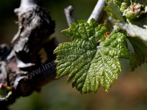 Vines at the Magon Winery in Cap Bon - April 2009