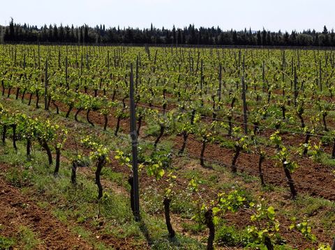 Vines at the Magon Winery in Cap Bon - April 2009