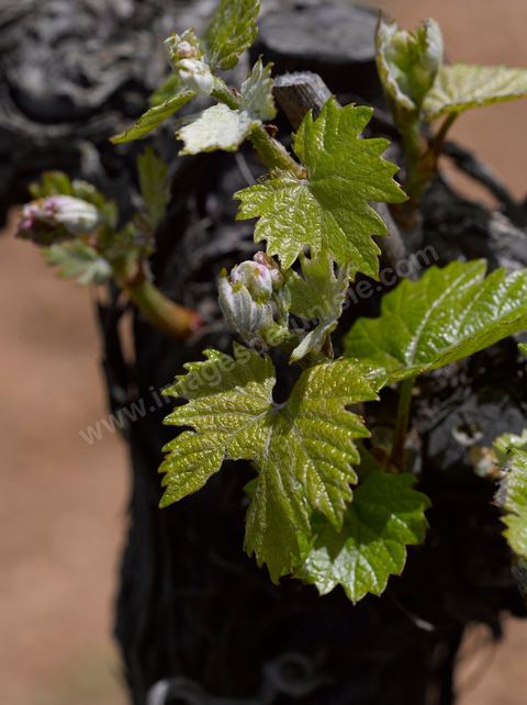 Vines at the Magon Winery in Cap Bon - April 2009
