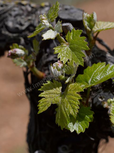 Vines at the Magon Winery in Cap Bon - April 2009