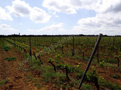 Vines at the Magon Winery in Cap Bon - April 2009
