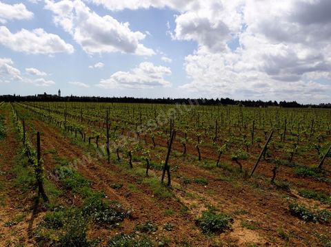 Vines at the Magon Winery in Cap Bon - April 2009