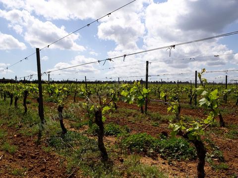 Vines at the Magon Winery in Cap Bon - April 2009