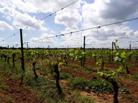 Vines at the Magon Winery in Cap Bon - April 2009