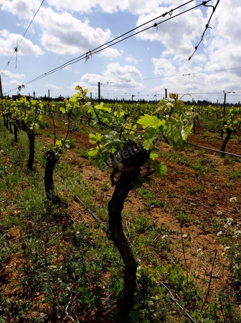 Vines at the Magon Winery in Cap Bon - April 2009