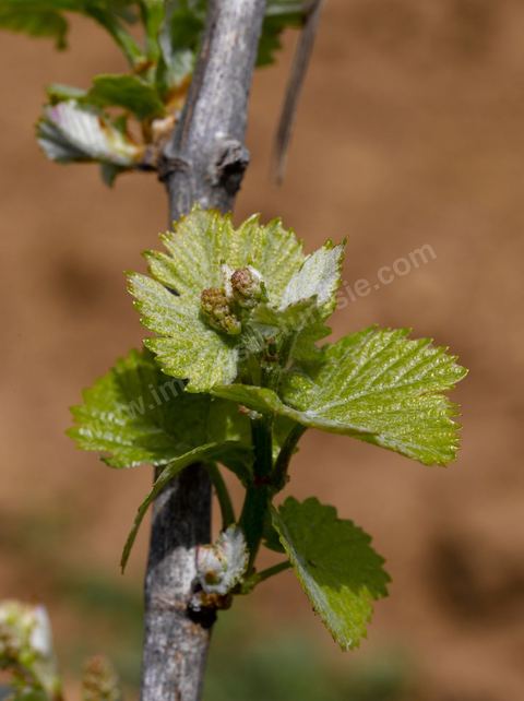 Vines at the Magon Winery in Cap Bon - April 2009